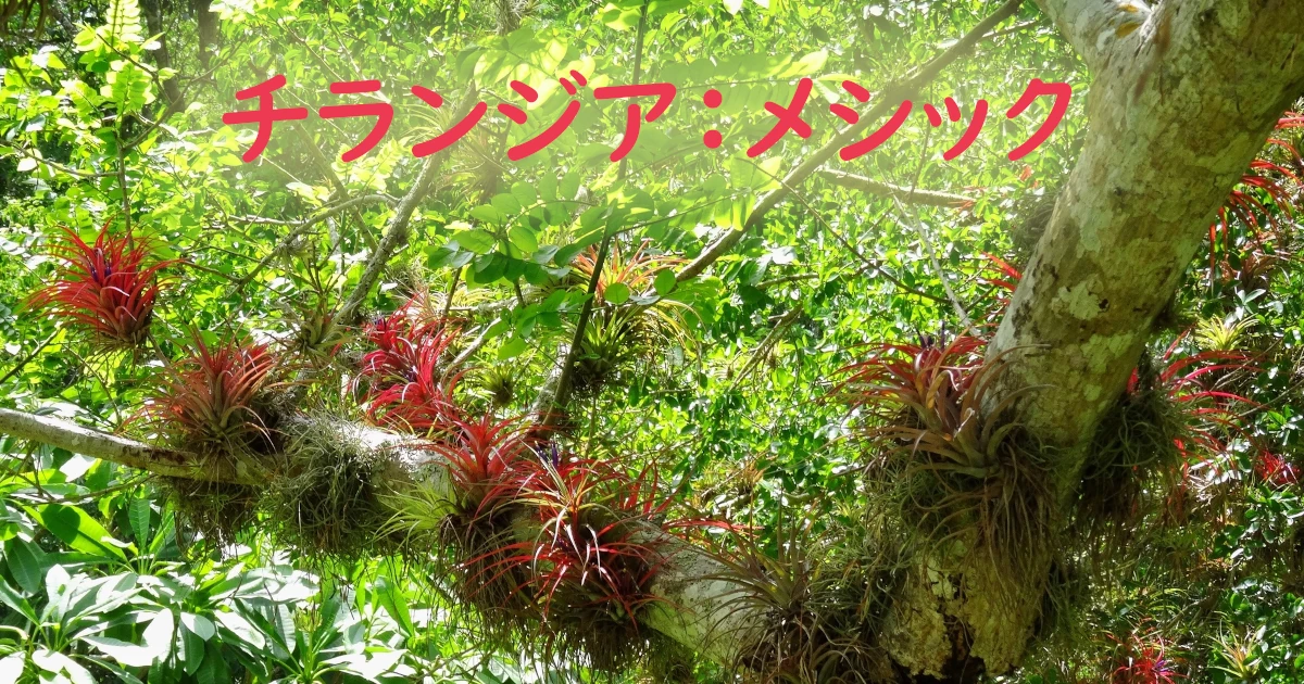 Tillandsia-mesic_Brachycaulos_B5_Featured