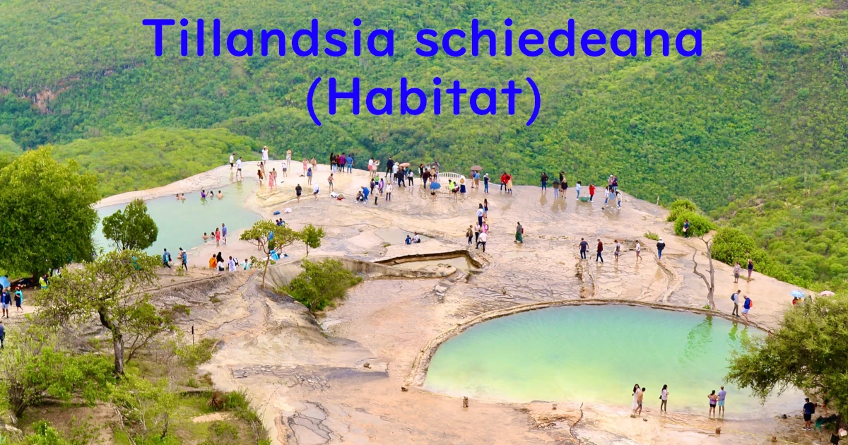 Tillandsia-schiedeana-habitat_1_F