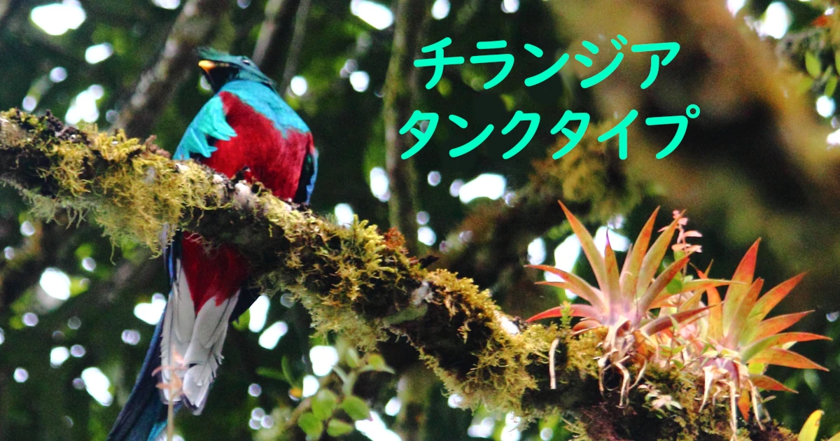 Tillandsia-tank_Quetzal_935-F-BY